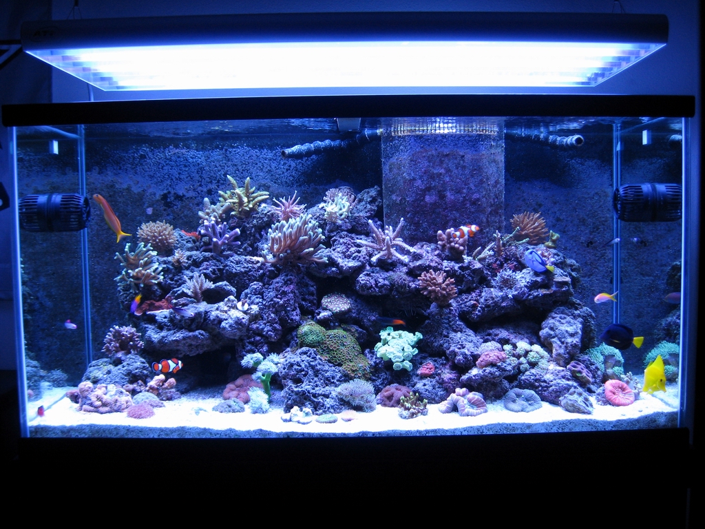 My 100 gallon reef build - Reef Central Online Community